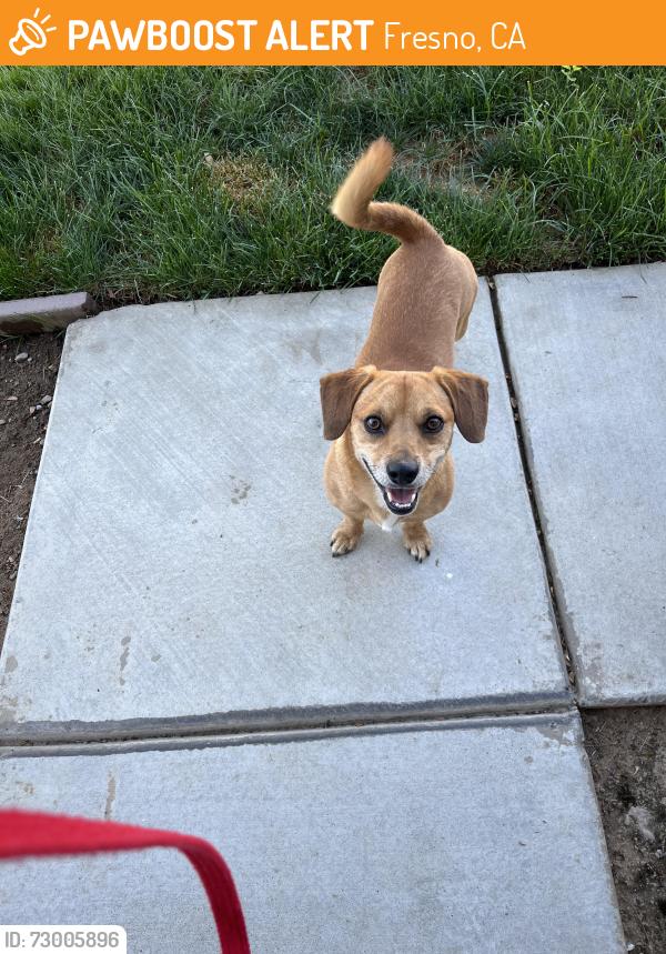 Found/Stray Male Dog last seen University/Dante, Fresno, CA 93722