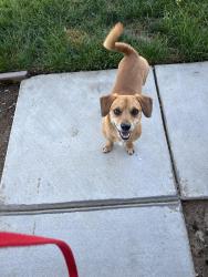 Found/Stray Male Dog last seen University/Dante, Fresno, CA 93722