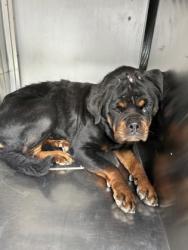 Shelter Stray Female Dog last seen Near CHILDRESS ST, Central District, TX, 355 Hillshire Dr, Haslet, TX 76052, USA