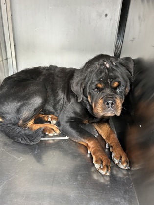 Shelter Stray Female Dog last seen Near CHILDRESS ST, Central District, TX, 355 Hillshire Dr, Haslet, TX 76052, USA