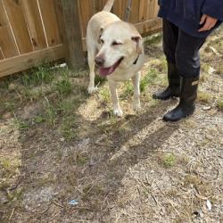 Shelter Stray Male Dog last seen Crystal Wells S, Fairhope, AL 36532, Fairhope Animal Control Jurisdiction, AL, 555 S Section St, Fairhope, AL 36532, USA