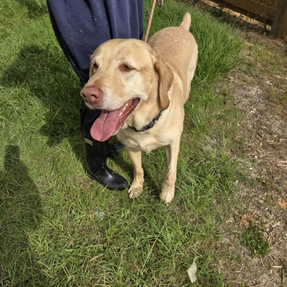 Shelter Stray Male Dog last seen Crystal Wells S, Fairhope, AL 36532, Fairhope Animal Control Jurisdiction, AL, 555 S Section St, Fairhope, AL 36532, USA