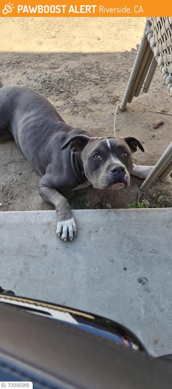 Found/Stray Female Dog last seen Rubidoux Blvd & 60 Frwy, Riverside, CA 92509