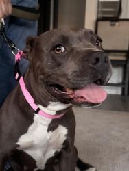 Reunited Female Dog last seen State and Idyllwild , San Jacinto, CA 92583