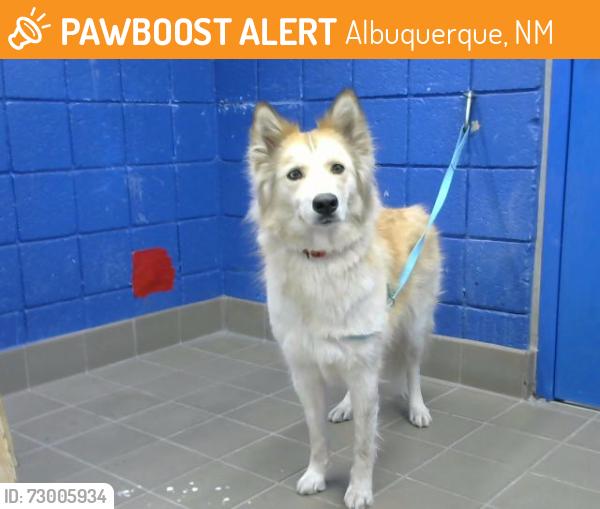 Found/Stray Female Dog last seen San Pedro and Southern SE, Albuquerque, NM 87108