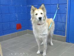 Found/Stray Female Dog last seen San Pedro and Southern SE, Albuquerque, NM 87108