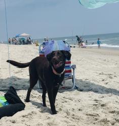 Reunited Female Dog last seen Holly Tree Road , Wilmington, NC 28409