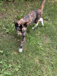 Found/Stray Unknown Cat last seen Pendleton Street, Greenville, SC 29601