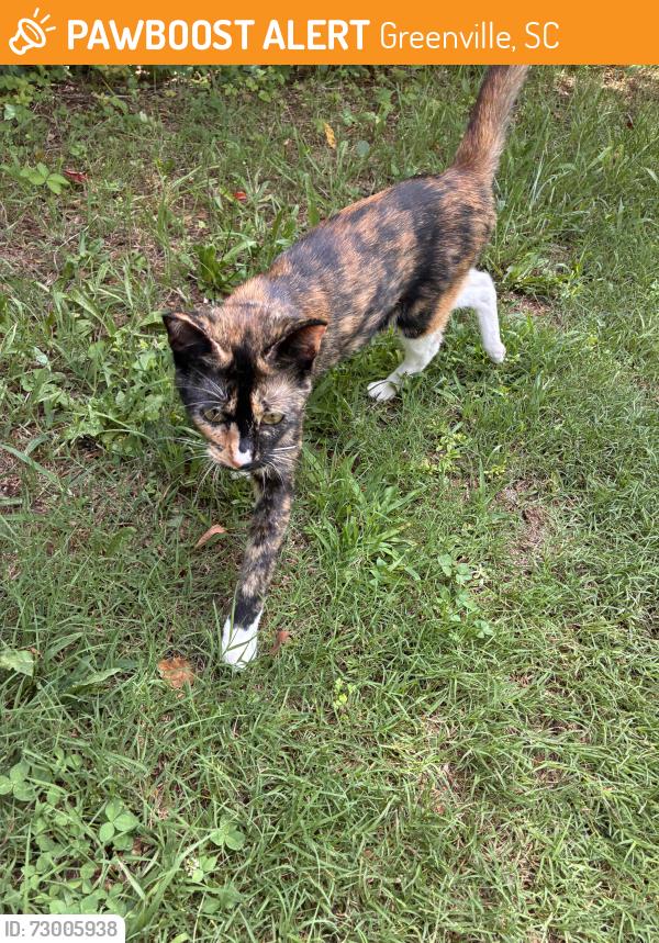 Found/Stray Unknown Cat last seen Pendleton Street, Greenville, SC 29601