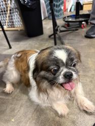 Reunited Unknown Dog last seen Beverly Bl and Monte Vista, Whittier, Whittier, CA 90606