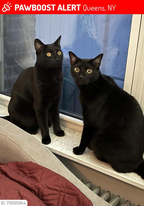 Lost Male Cat last seen Shed crevice in alley between 48th/49th st, 28th Ave, Queens, NY 11103
