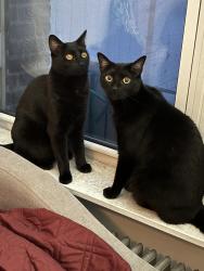 Lost Male Cat last seen Shed crevice in alley between 48th/49th st, 28th Ave, Queens, NY 11103