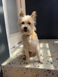 Reunited Male Dog last seen Near Olympiad Dr, View Park, CA 90043, USA, View Park-Windsor Hills, CA 90043