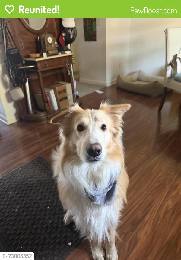 Reunited Male Dog last seen Springview, Rocklin, CA 95677