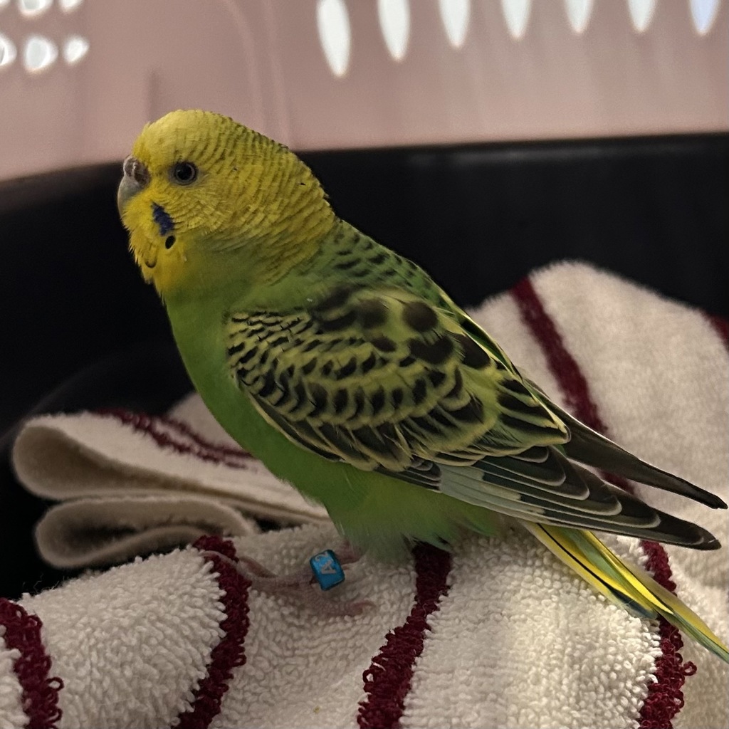 Shelter Stray Female Bird last seen Near 56th Street, DES MOINES, IA, 50310, Des Moines, IA 50313