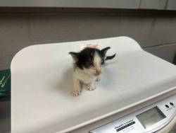 Shelter Stray Female Cat last seen Near St. Paul'S Avenue, STATEN ISLAND, NY, 10301, 3139 Veterans Rd W, Staten Island, NY 10309, USA