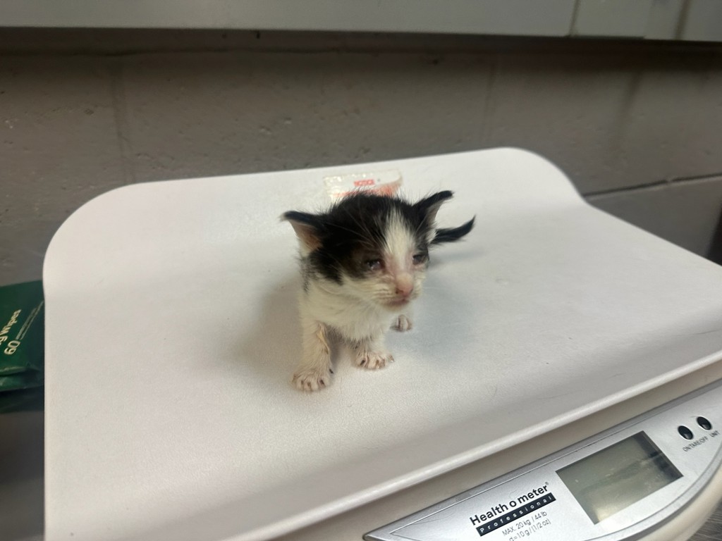 Shelter Stray Female Cat last seen Near St. Paul'S Avenue, STATEN ISLAND, NY, 10301, 3139 Veterans Rd W, Staten Island, NY 10309, USA