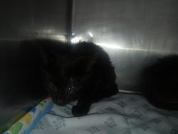 Shelter Stray Female Cat last seen Near St. Paul'S Avenue, STATEN ISLAND, NY, 10301, 3139 Veterans Rd W, Staten Island, NY 10309, USA