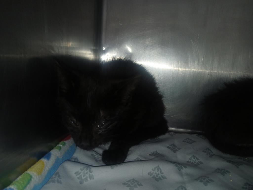 Shelter Stray Female Cat last seen Near St. Paul'S Avenue, STATEN ISLAND, NY, 10301, 3139 Veterans Rd W, Staten Island, NY 10309, USA
