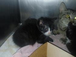 Shelter Stray Male Cat last seen Near St. Paul'S Avenue, STATEN ISLAND, NY, 10301, 3139 Veterans Rd W, Staten Island, NY 10309, USA