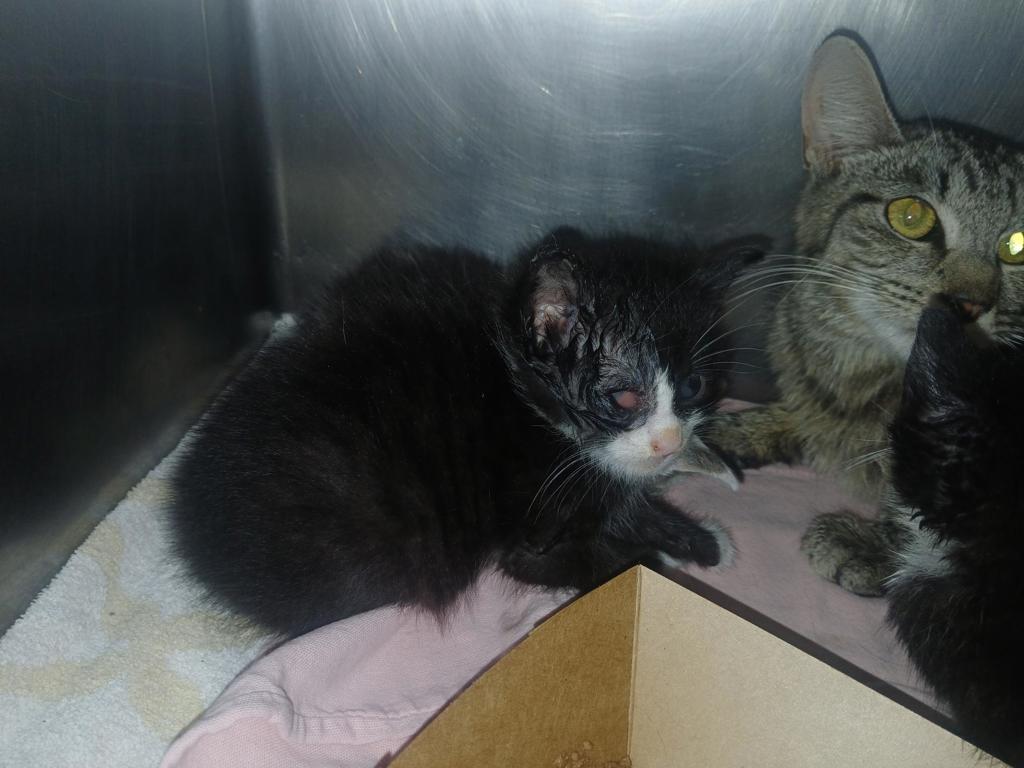 Shelter Stray Male Cat last seen Near St. Paul'S Avenue, STATEN ISLAND, NY, 10301, 3139 Veterans Rd W, Staten Island, NY 10309, USA