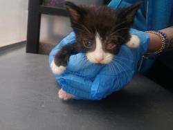 Shelter Stray Female Cat last seen Near St. Paul'S Avenue, STATEN ISLAND, NY, 10301, 3139 Veterans Rd W, Staten Island, NY 10309, USA