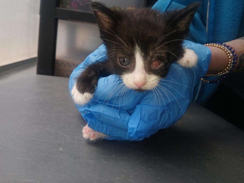 Shelter Stray Female Cat last seen Near St. Paul'S Avenue, STATEN ISLAND, NY, 10301, 3139 Veterans Rd W, Staten Island, NY 10309, USA