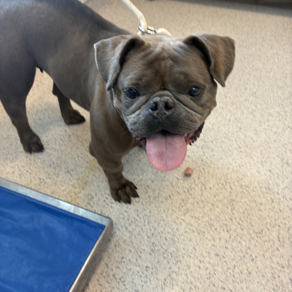 Shelter Stray Female Dog last seen Near E 149th Street, BRONX, NY, 10455, 326 E 110th St, New York, NY 10029, USA