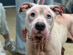 Shelter Stray Male Dog last seen 92nd Avenue, QUEENS VILLAGE, NY, 11428, 326 E 110th St, New York, NY 10029, USA