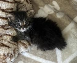 Shelter Stray Male Cat last seen park, San Diego, CA, 92111, 5500 Gaines St, San Diego, CA 92110, USA