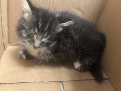 Shelter Stray Female Cat last seen Apt 4B,1529 White Plains Road, BRONX, NY, 10462, 326 E 110th St, New York, NY 10029, USA