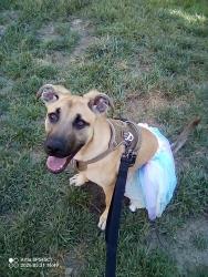Lost Female Dog last seen WinCo at Greenback Lane. & Illinois Avenue , Orangevale, CA 95662