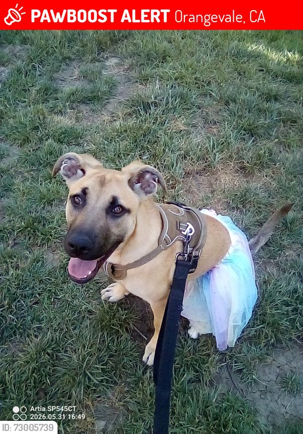 Lost Female Dog last seen WinCo at Greenback Lane. & Illinois Avenue , Orangevale, CA 95662