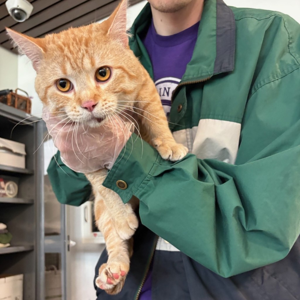 Shelter Stray Male Cat last seen SW 9th Street, DES MOINES, IA, 50315, Des Moines, IA 50313