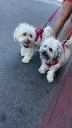 Reunited Male Dog last seen collegewood elementary school , Walnut, CA 91789