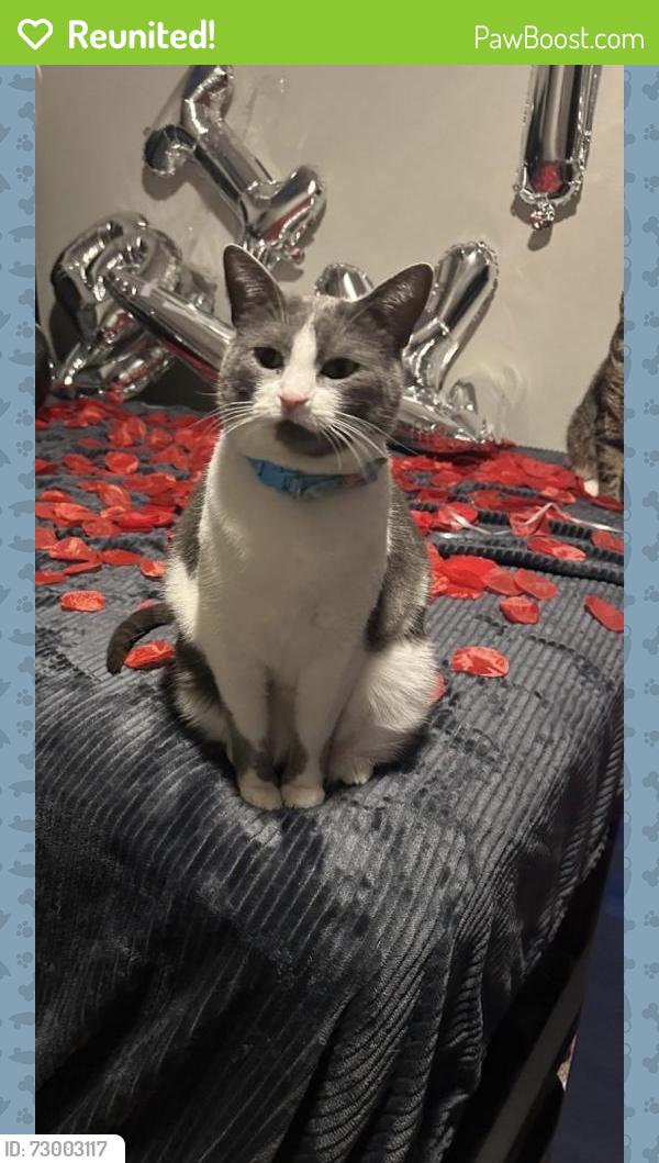 Reunited Female Cat last seen Near Barker Cypress Rd, Houston, TX 77084, USA, Houston, TX 77084