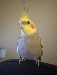 Lost Male Bird last seen Kingston hill ln and bell canyon, Katy, TX 77494