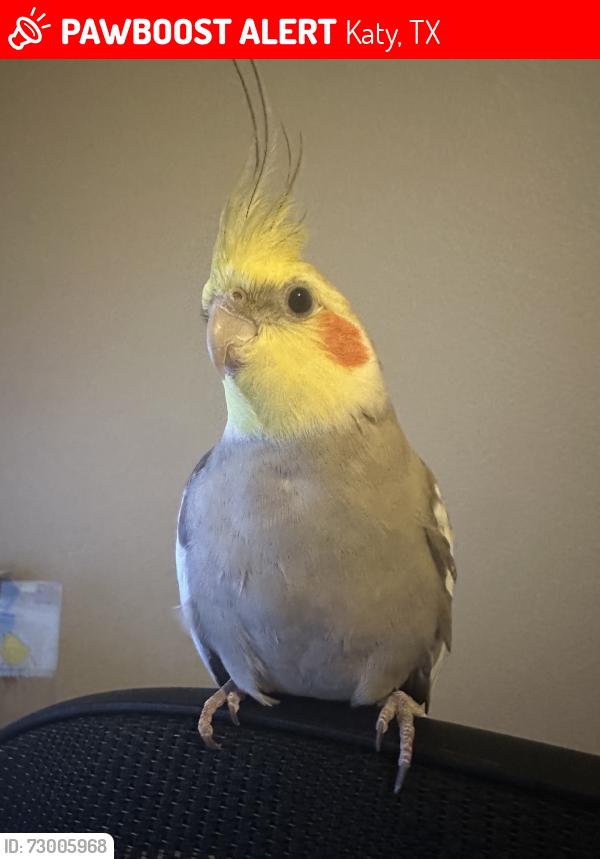 Lost Male Bird last seen Kingston hill ln and bell canyon, Katy, TX 77494
