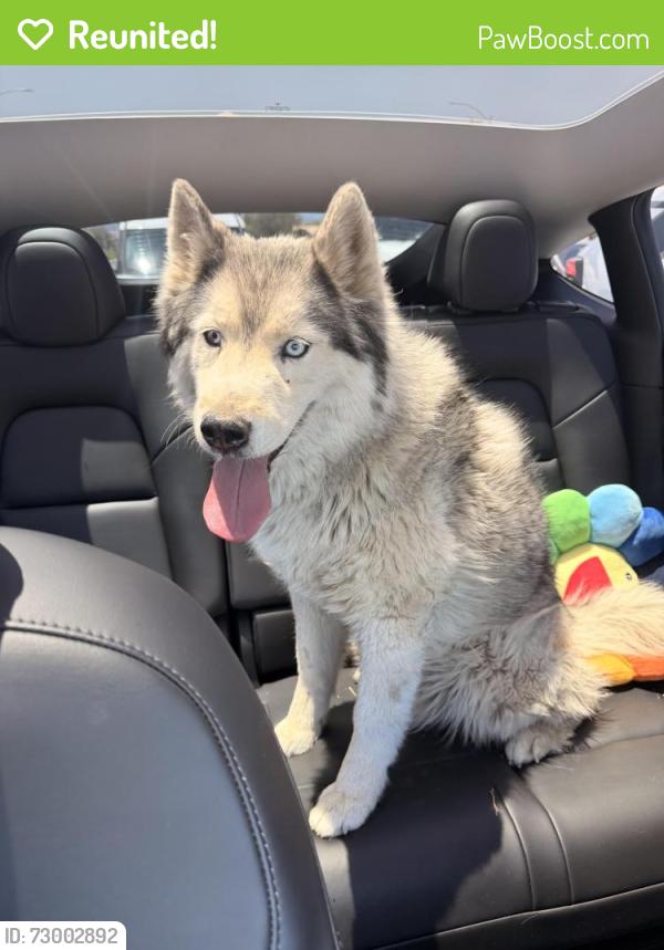 Reunited Male Dog last seen Russell and Jones, Spring Valley, NV 89118