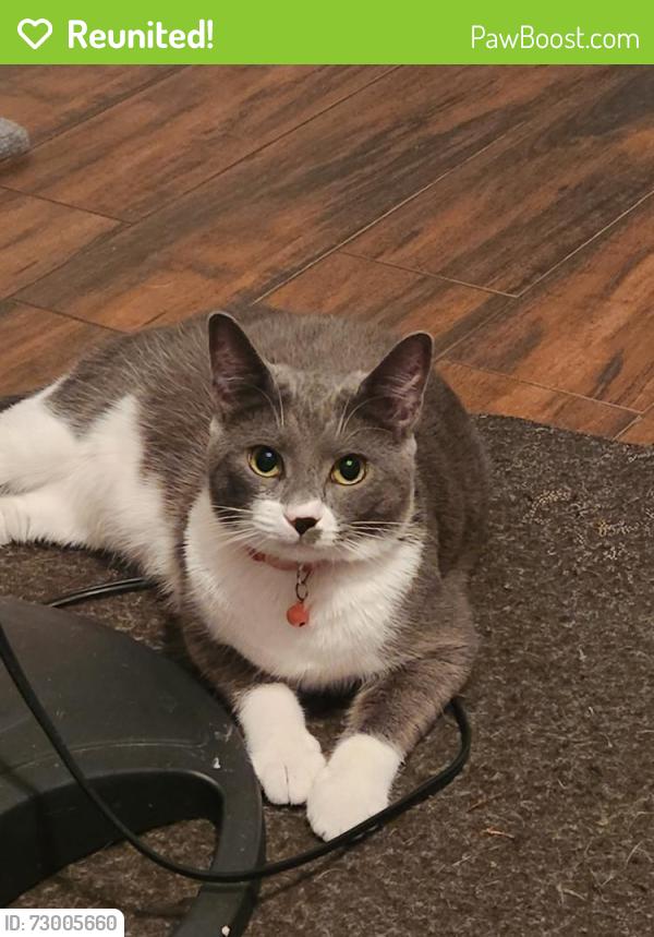 Reunited Male Cat last seen Palm harbor Florida , Palm Harbor, FL 34684