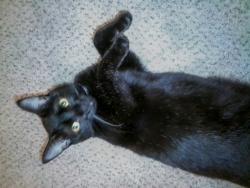 Lost Female Cat last seen SE 272nd st. Radcliffe Senior apmts , Kent, WA 98042