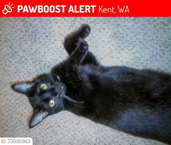 Lost Female Cat last seen SE 272nd st. Radcliffe Senior apmts , Kent, WA 98042