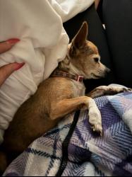 Reunited Female Dog last seen Ranchero Rd, Hesperia, CA 92345
