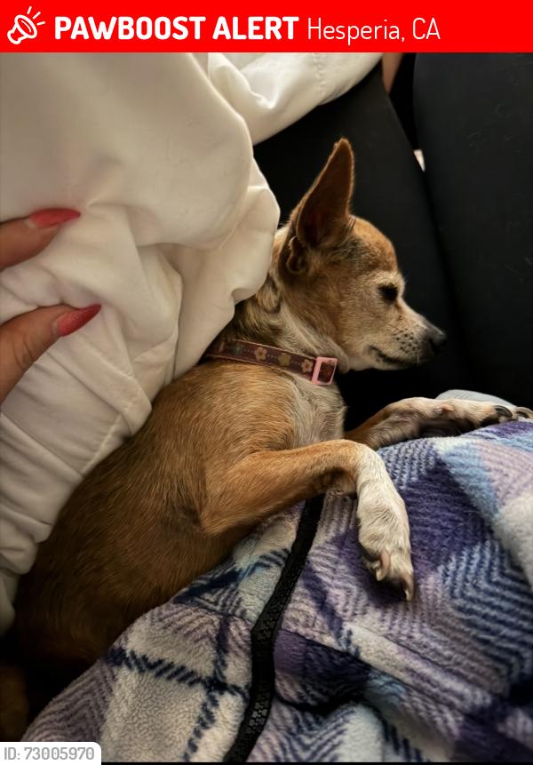 Lost Female Dog last seen Ranchero Rd, Hesperia, CA 92345