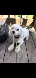 Lost Female Dog last seen Cora ave, St. Louis, MO 63115