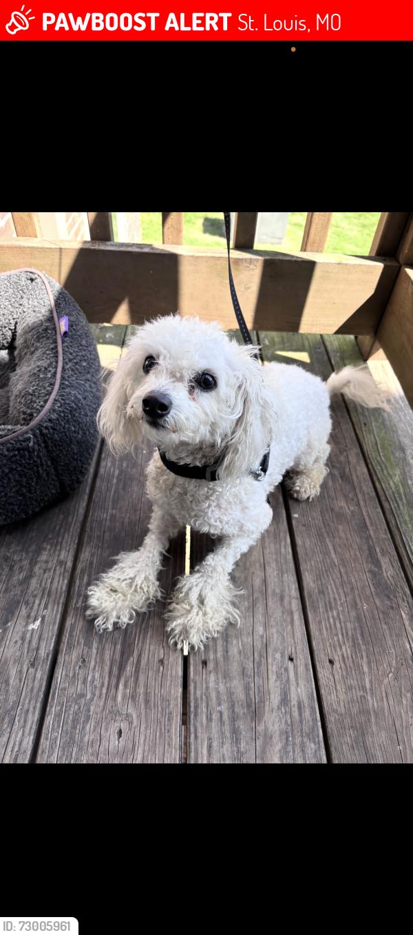 Lost Female Dog last seen Cora ave, St. Louis, MO 63115