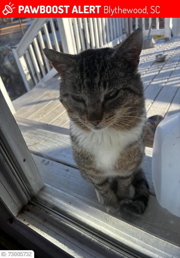 Lost Male Cat last seen Near round top church road, Blythewood, SC 29016