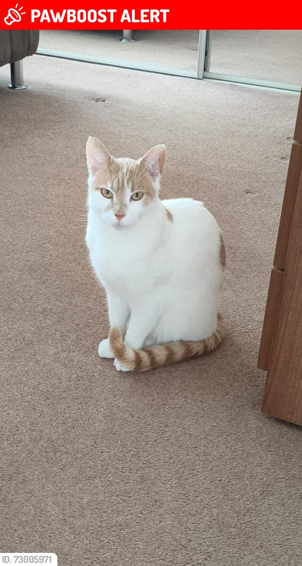 Lost Male Cat last seen Toby travel lodge castle Bromwich, Castle Bromwich, England B36 9ER