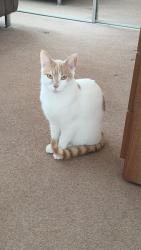 Lost Male Cat last seen Toby travel lodge castle Bromwich, Castle Bromwich, England B36 9ER