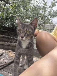 Found/Stray Male Cat last seen By the goodfellow airforce base, San Angelo, TX 76905